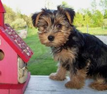 Male And Female Yorkie Puppies available.