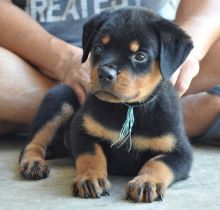 Pedigree Rottweiler puppies