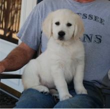 Adorable little Golden Retriever puppies