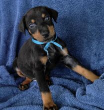 Doberman Pinscher Dogs and Puppies for sale
