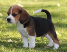 Energetic Beagle puppies