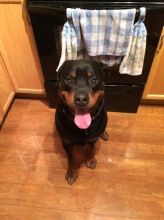 German rottie for sale