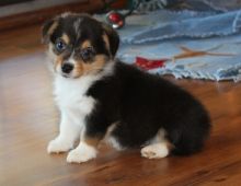 Healthy Pembroke Welsh Corgi Puppies