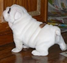 Male and Female English Bulldog available