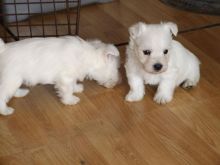 west highland terrier pups