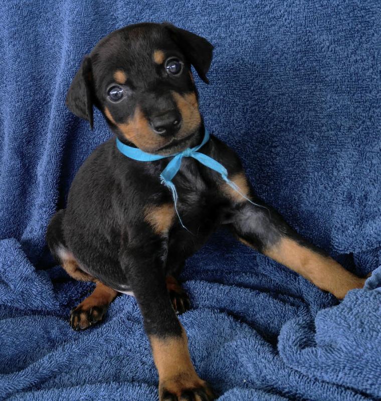 Doberman Pinscher Dogs and Puppies for sale Image eClassifieds4u