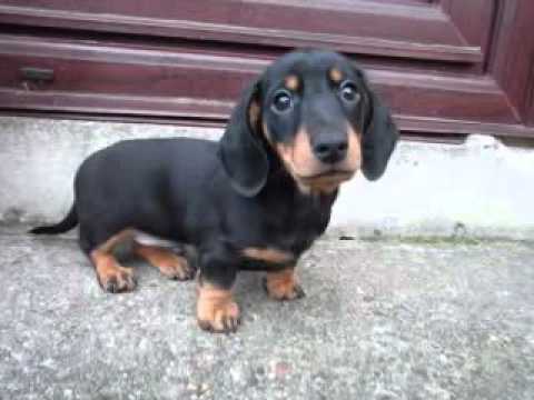 smooth coat Dachshund puppies Image eClassifieds4u