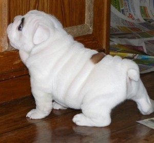 Two English Bulldog Puppies Available For Re-Homing Image eClassifieds4u