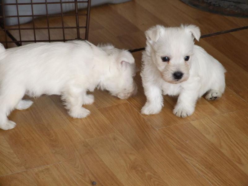 west highland terrier pups Image eClassifieds4u