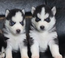 Adorable husky puppies for sale