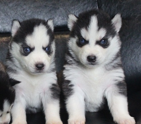 Adorable husky puppies for sale Image eClassifieds4u