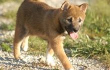 Cute Shiba Inu Puppies READY FOR ADOPTION