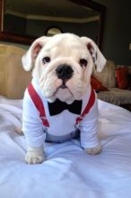 Home and family raised chunky English Bulldog puppies from championline