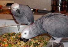 Pair of Talking African Grey parrots