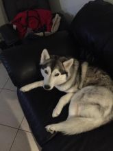 Pure bread husky needs new home