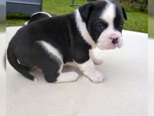 Two AKC English Bulldog Puppies