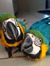 Beautiful Blue and Gold Macaws Image eClassifieds4U