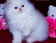 Persian kittens Ready Image eClassifieds4U