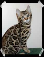 Savanna Kittens Available Image eClassifieds4u 4