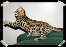 Savanna Kittens Available Image eClassifieds4u 3