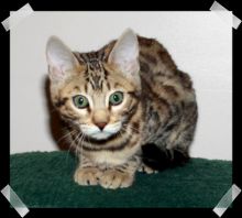 Savanna Kittens Available Image eClassifieds4u 1