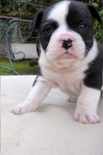 Two AKC English Bulldog Puppies Image eClassifieds4u 2