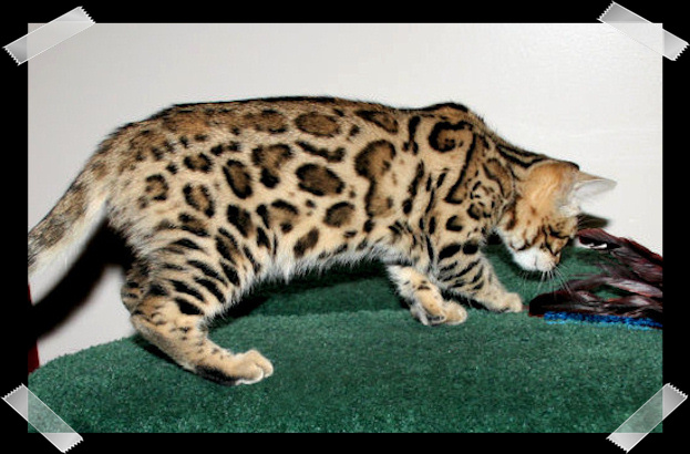 Savanna Kittens Available Image eClassifieds4u
