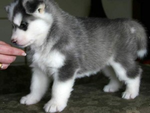 Siberian Husky Puppies for You Image eClassifieds4u