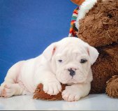 @@ AKC Registered Male English bull dog puppies for a loving and caring home.