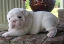 AKC Registered Male English bull dog puppies for a loving and caring home.