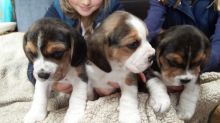 Beagle puppies for adoption