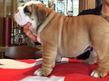 Beautiful English Bulldog Pups