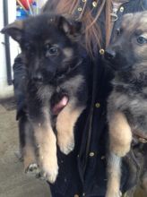 German Shepard Puppies Available