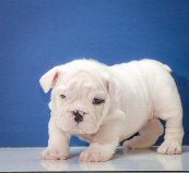 Registered Male English bull dog puppies for a loving and caring home.