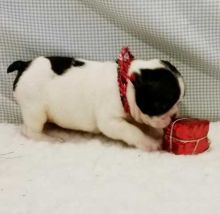 Well Trained French Bulldog Puppies text (407) 442 4849
