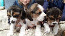 Beagle puppies for adoption Image eClassifieds4U