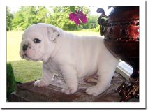 Ready English Bulldog puppies Image eClassifieds4u
