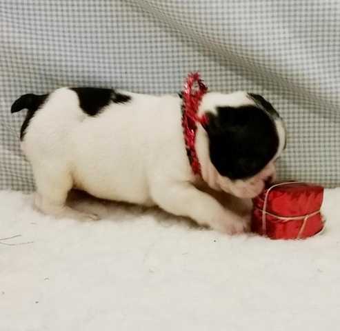 Well Trained French Bulldog Puppies text (407) 442 4849 Image eClassifieds4u