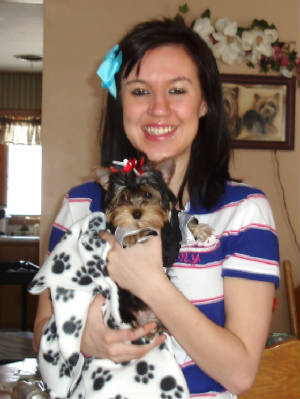 Teacup Yorkie Puppies Image eClassifieds4u