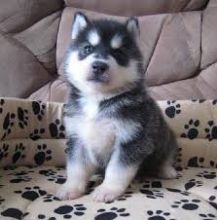 Adorable male and female Siberian husky puppies