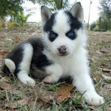 Adorable male and female Siberian husky puppies