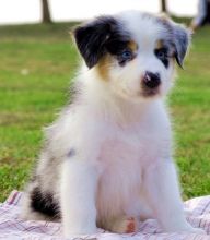 Awesome Male and Female Australian shepherd Puppies