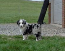 FREE Adorable akc australian shepherd puppies for a good home