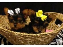 WOW CHARMING CHRISTMAS YORKIE PUPPIES FOR YOUR KIDS