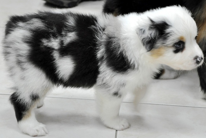 Affectionate Blue eyes Australian shepherd puppies Image eClassifieds4u