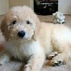 golden retriever Image eClassifieds4u