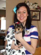 Teacup Yorkie Puppies Image eClassifieds4U