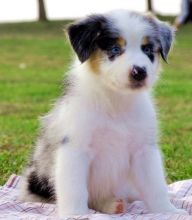 Awesome Male and Female Australian shepherd Puppies Image eClassifieds4U