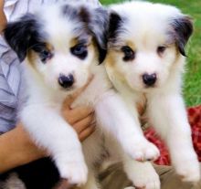 Cute and adorable home trained australian shepherd puppies ,,,, Image eClassifieds4U