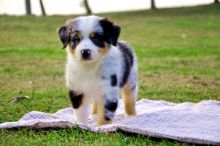 FREE Adorable akc australian shepherd puppies Image eClassifieds4U